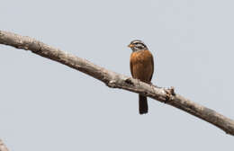 صورة Emberiza goslingi (Alexander 1906)