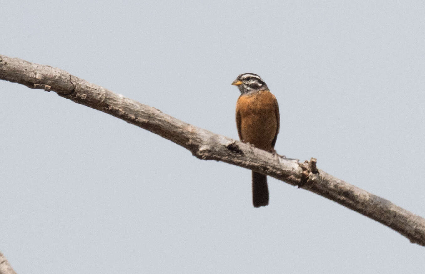 صورة Emberiza goslingi (Alexander 1906)