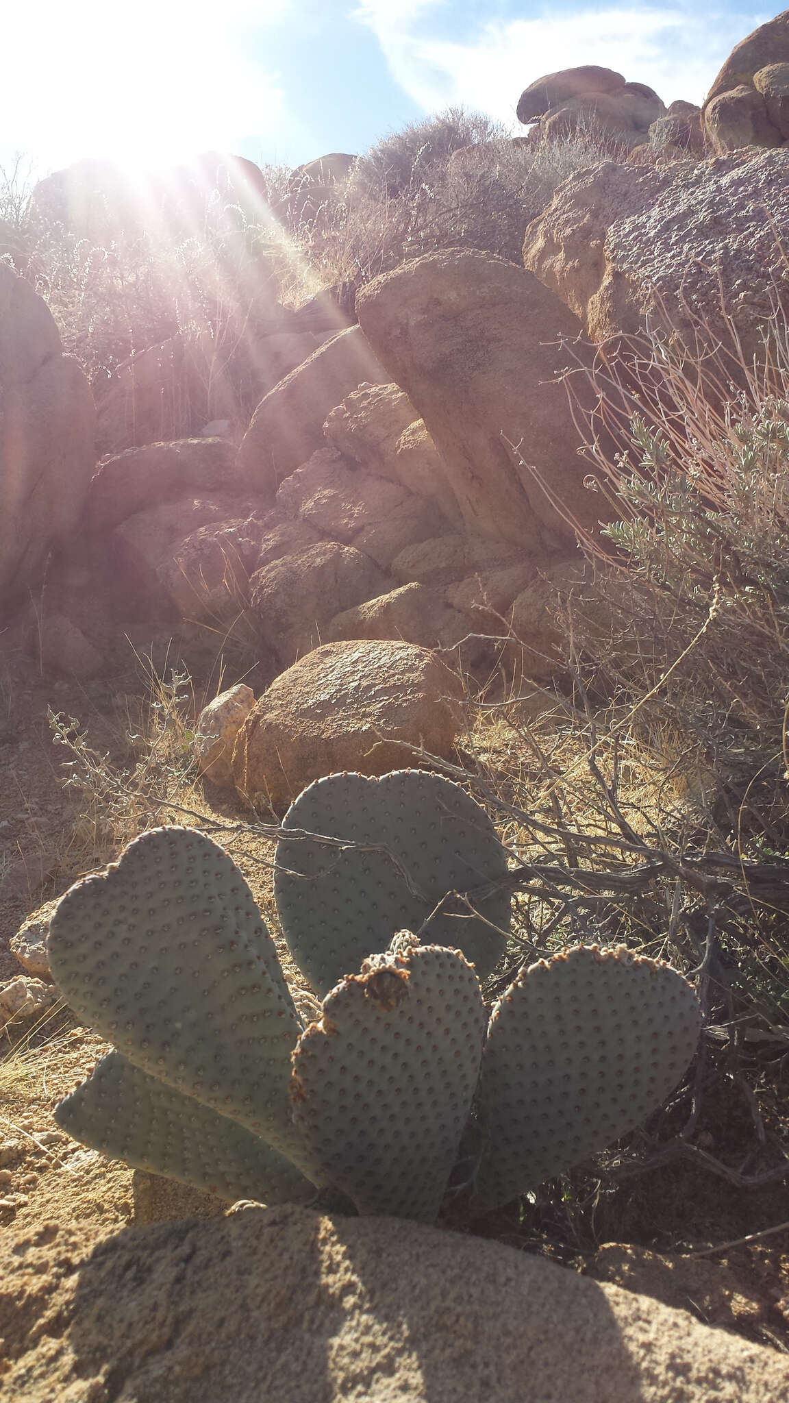 صورة Opuntia basilaris var. basilaris