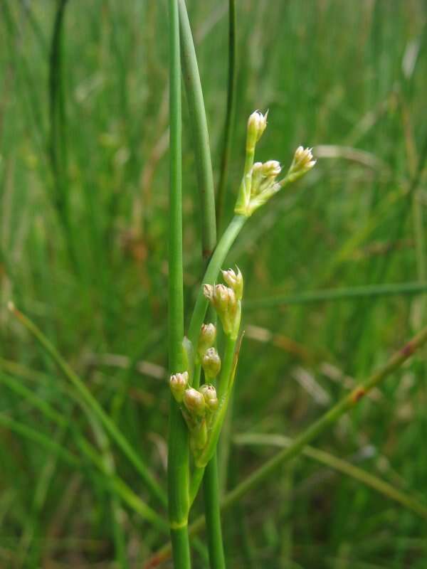 Juncus resmi