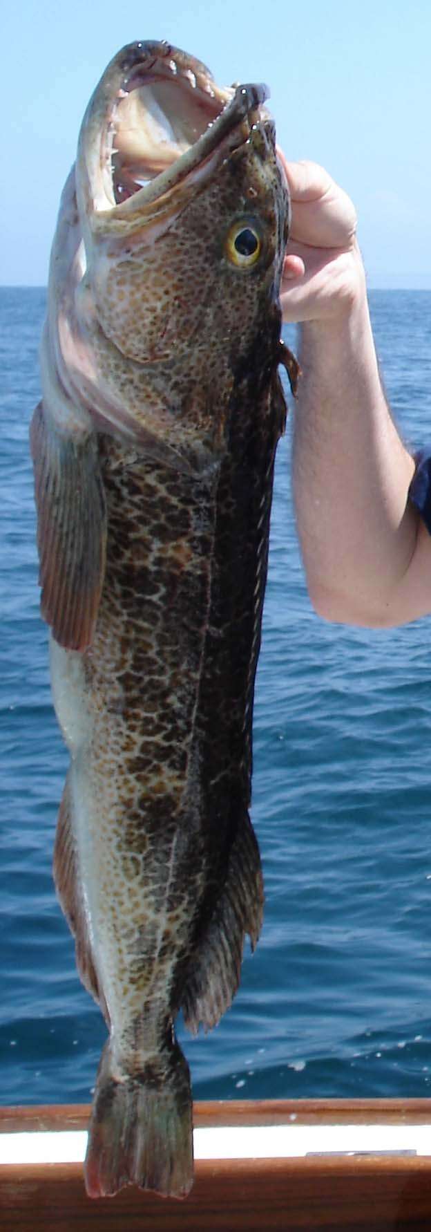 Image of Atlantic cod