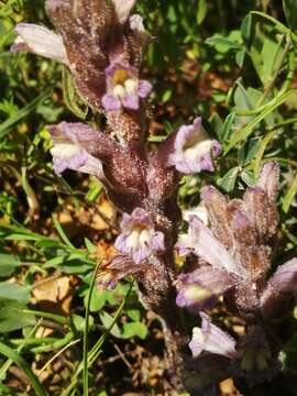 Image of Phelipanche rosmarina (G. Beck) Banfi, Galasso & Soldano