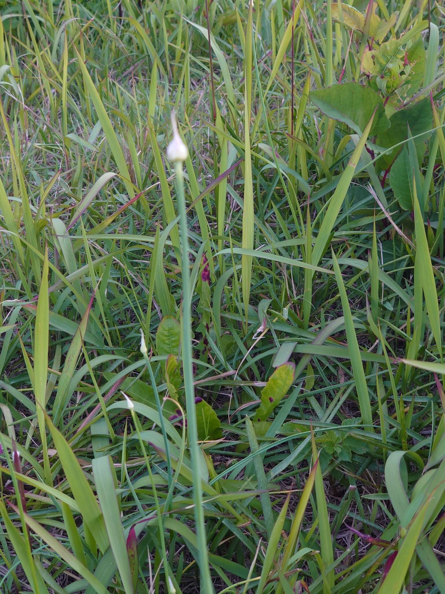 Image of Allium macrostemon Bunge