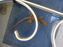 Image of Bahaman brown anole