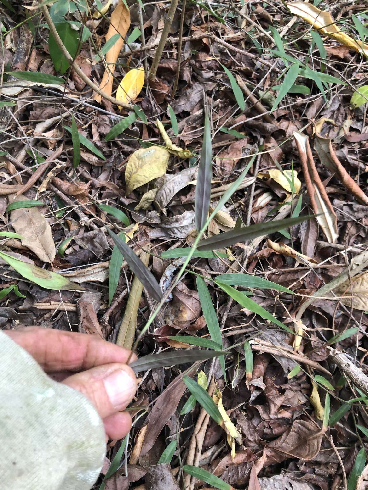 Image of Long-Leaf Basket Grass