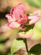 Image of Castilleja rhexifolia Rydb.