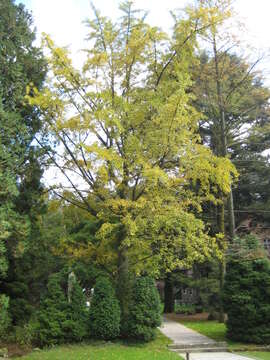 Image of Ginkgoopsida