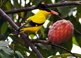 Image of Black-naped Oriole