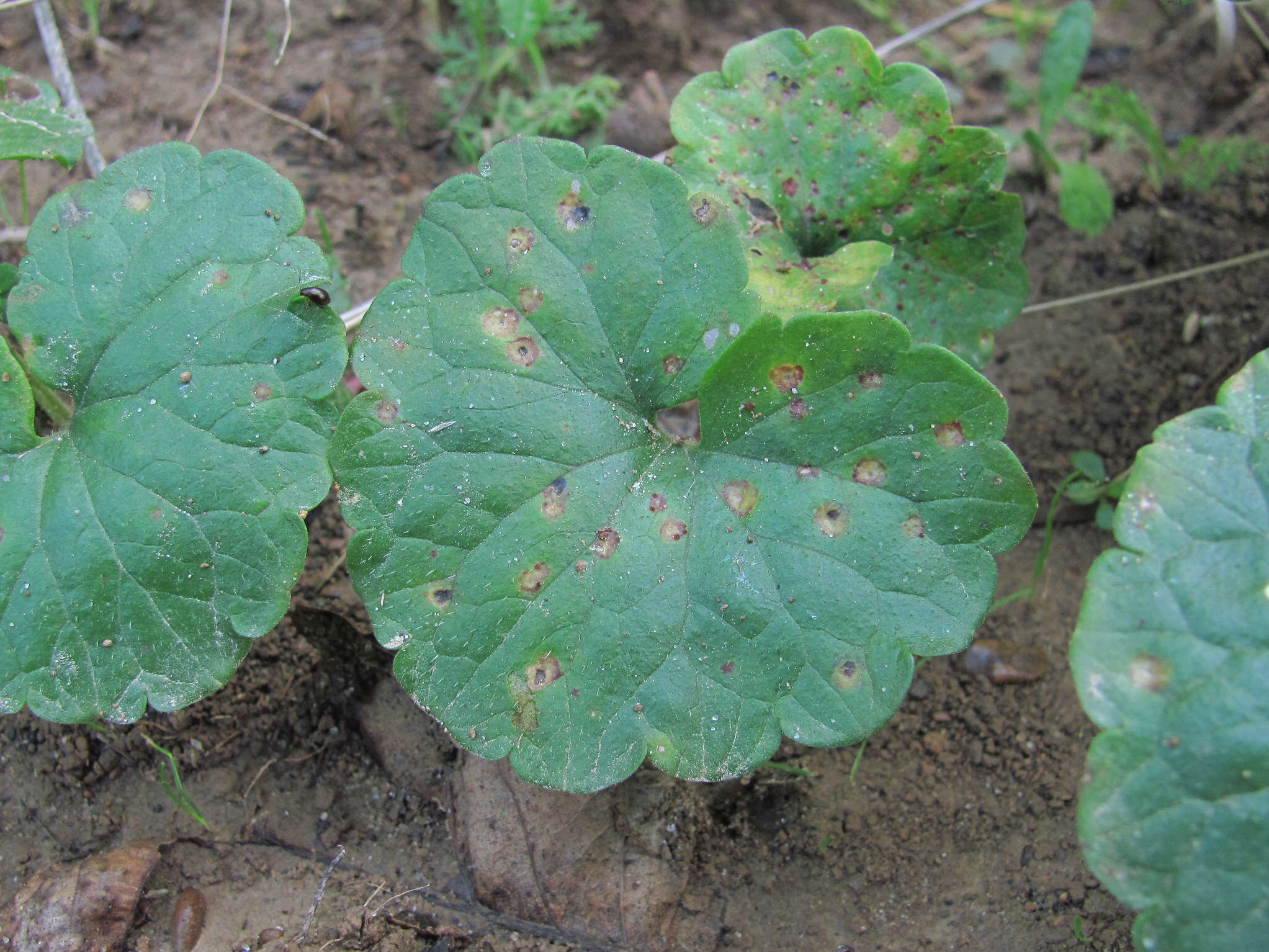 Image of Puccinia glechomatis DC. 1808