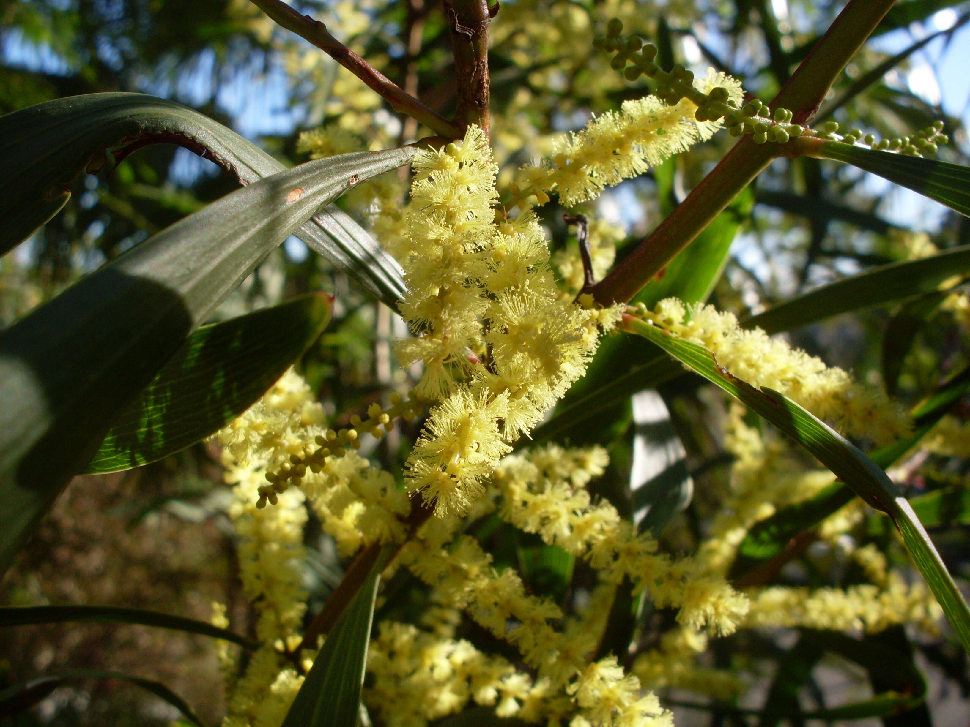 Imagem de Acacia longifolia (Andrews) Willd.