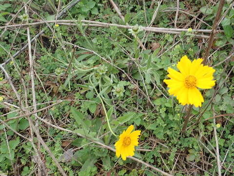 Imagem de Coreopsis gladiata Walt.