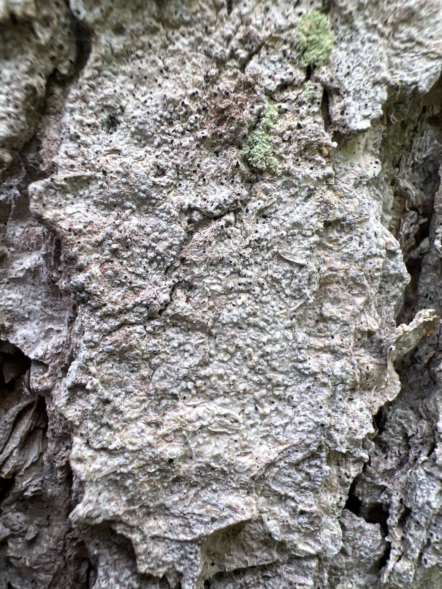 Image of dot lichen