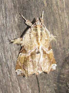 Image de Callopistria floridensis Guenée 1852