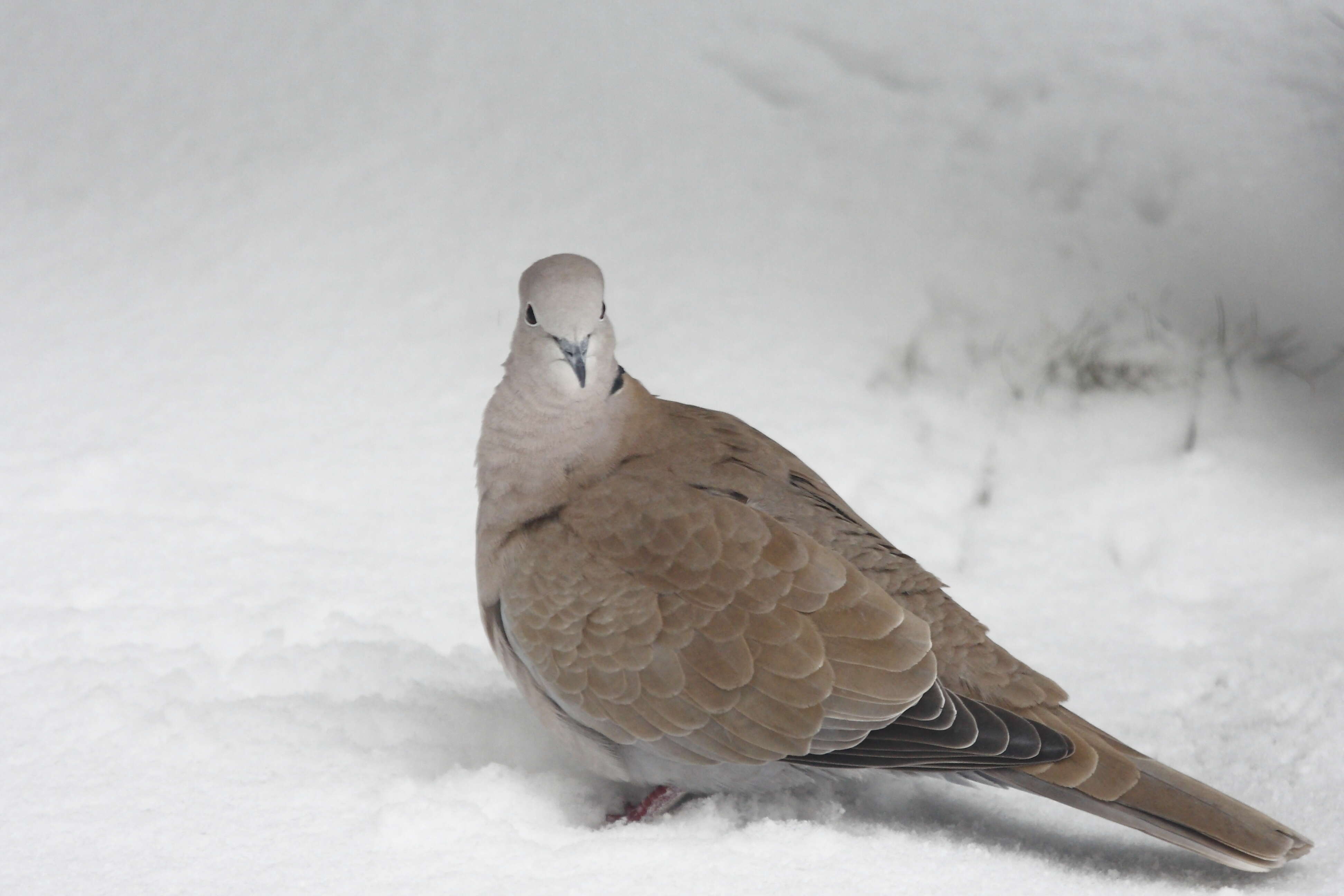 Image of Collared Dove