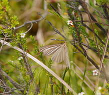 Plancia ëd Amelora oritropha Turner 1919