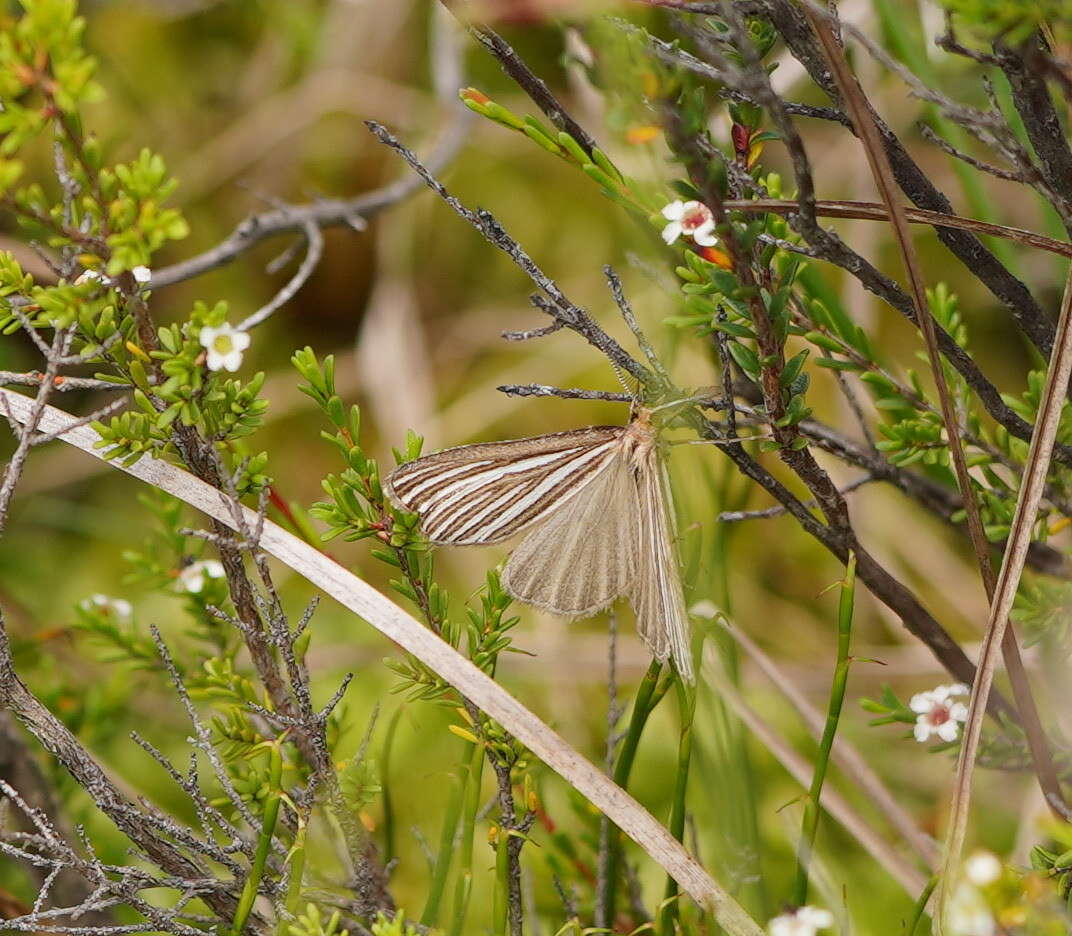 Plancia ëd Amelora oritropha Turner 1919