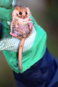 Image of hazel dormouse