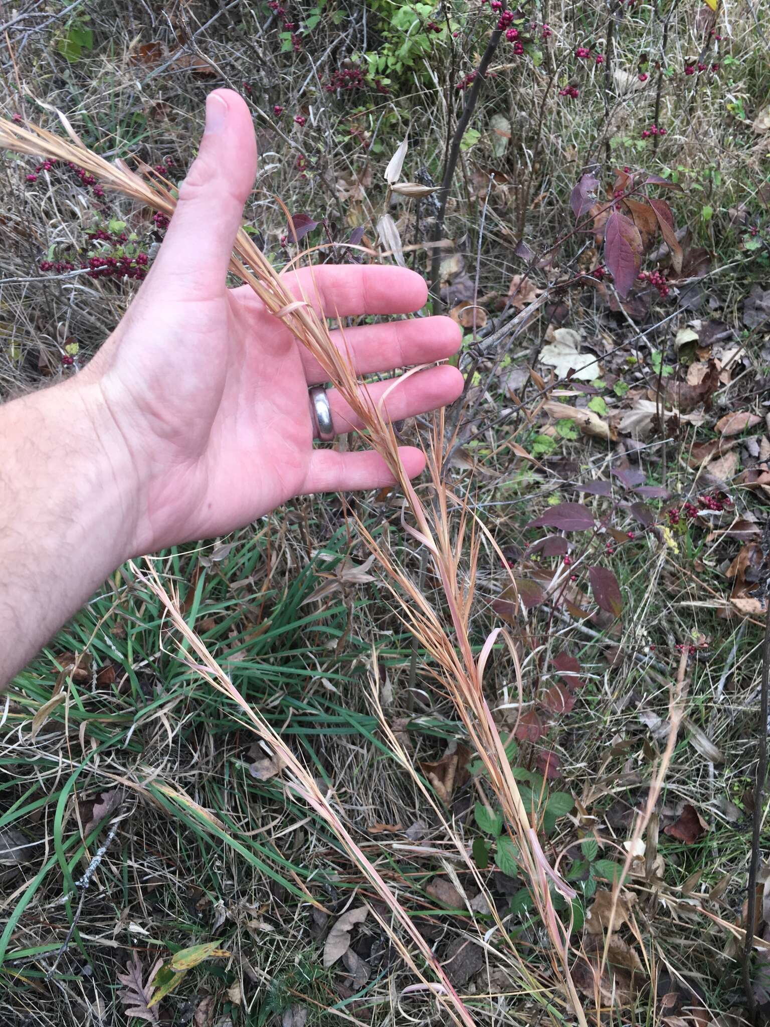 Image of Broomsedge Bluestem