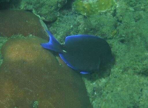 صورة Acanthurus coeruleus Bloch & Schneider 1801