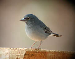 Image of Blue Chaffinch