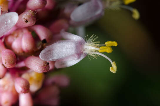 Image of Palisota alboanthera