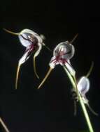 Image of masdevallia