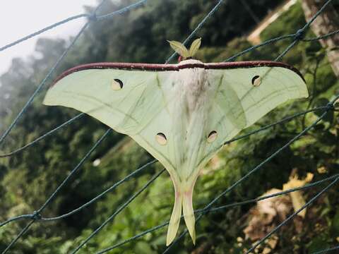 Image of Indian Luna Moth