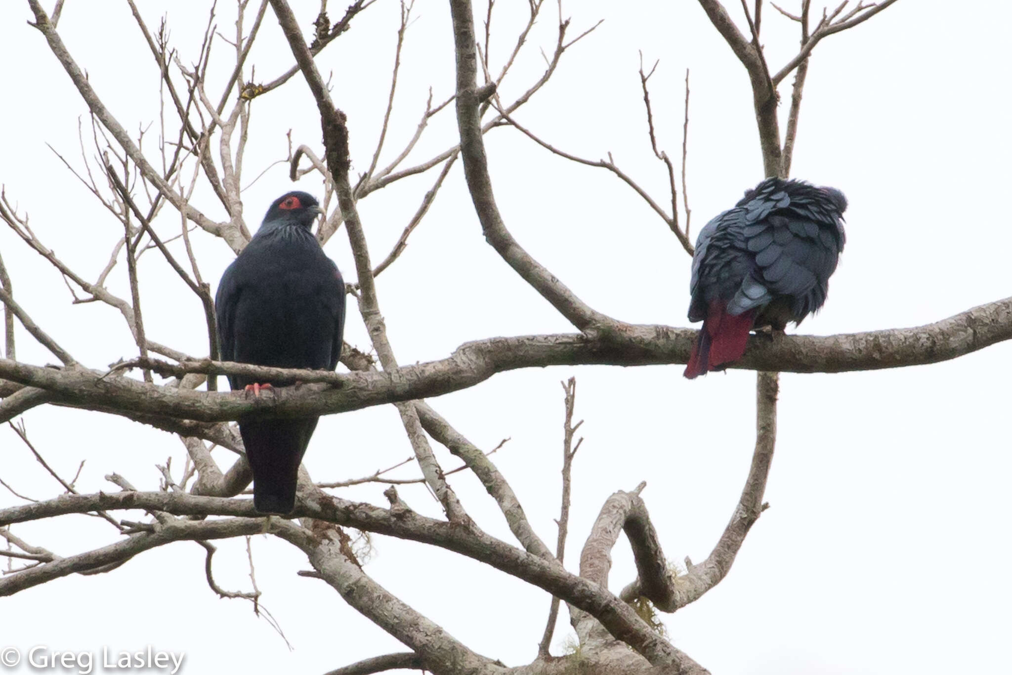 Image of blue pigeon