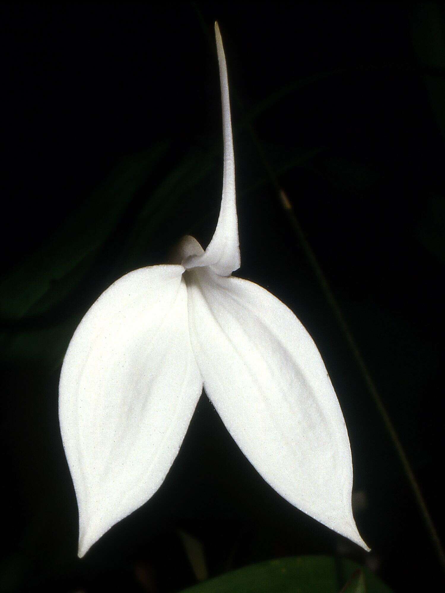 Image de Masdevallia coccinea Linden ex Lindl.