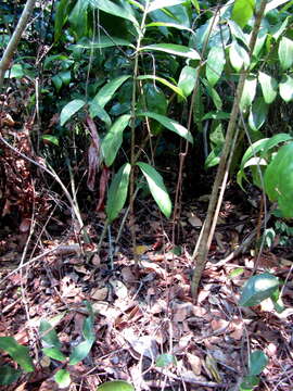 Image de Zamioculcas