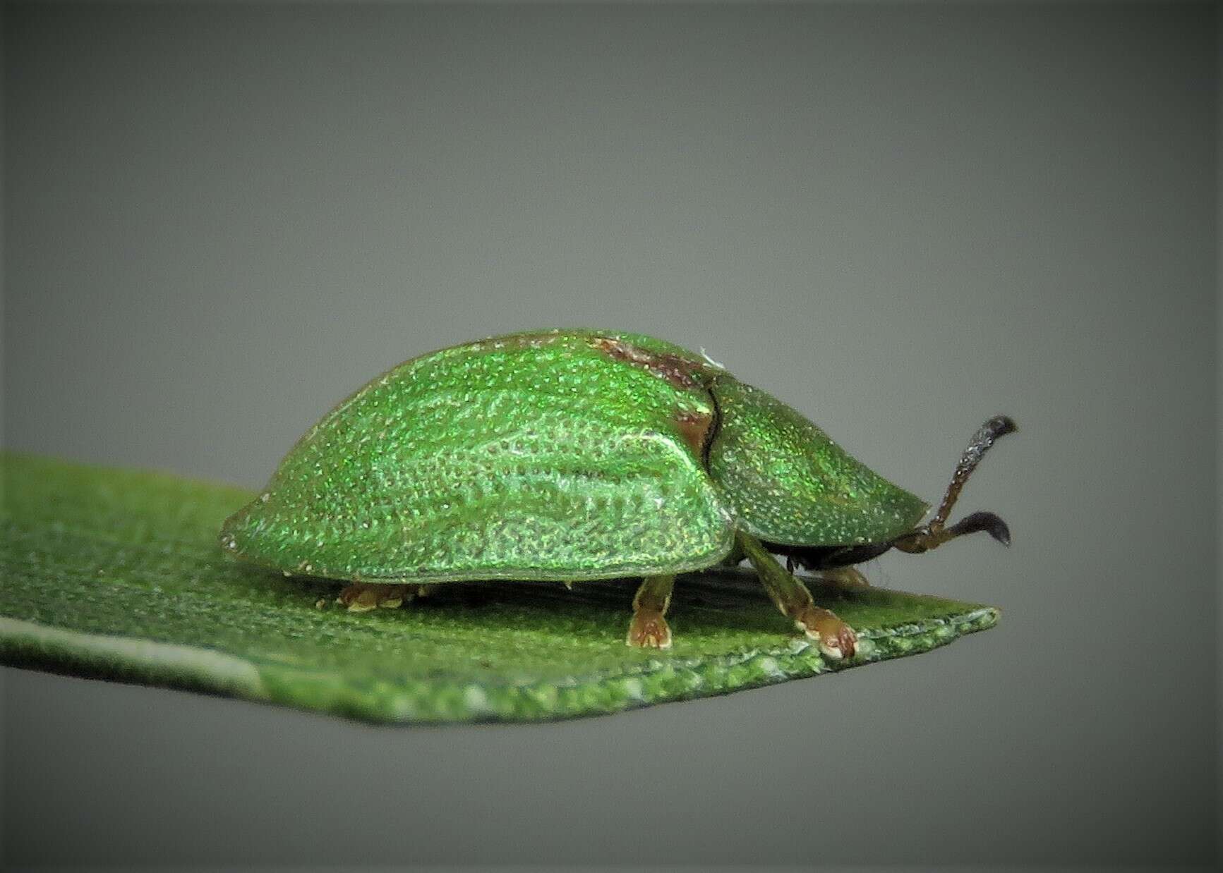 Image of Cassida (Cassida) stigmatica Suffrian 1844