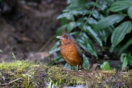 صورة Grallaria gigantea Lawrence 1866