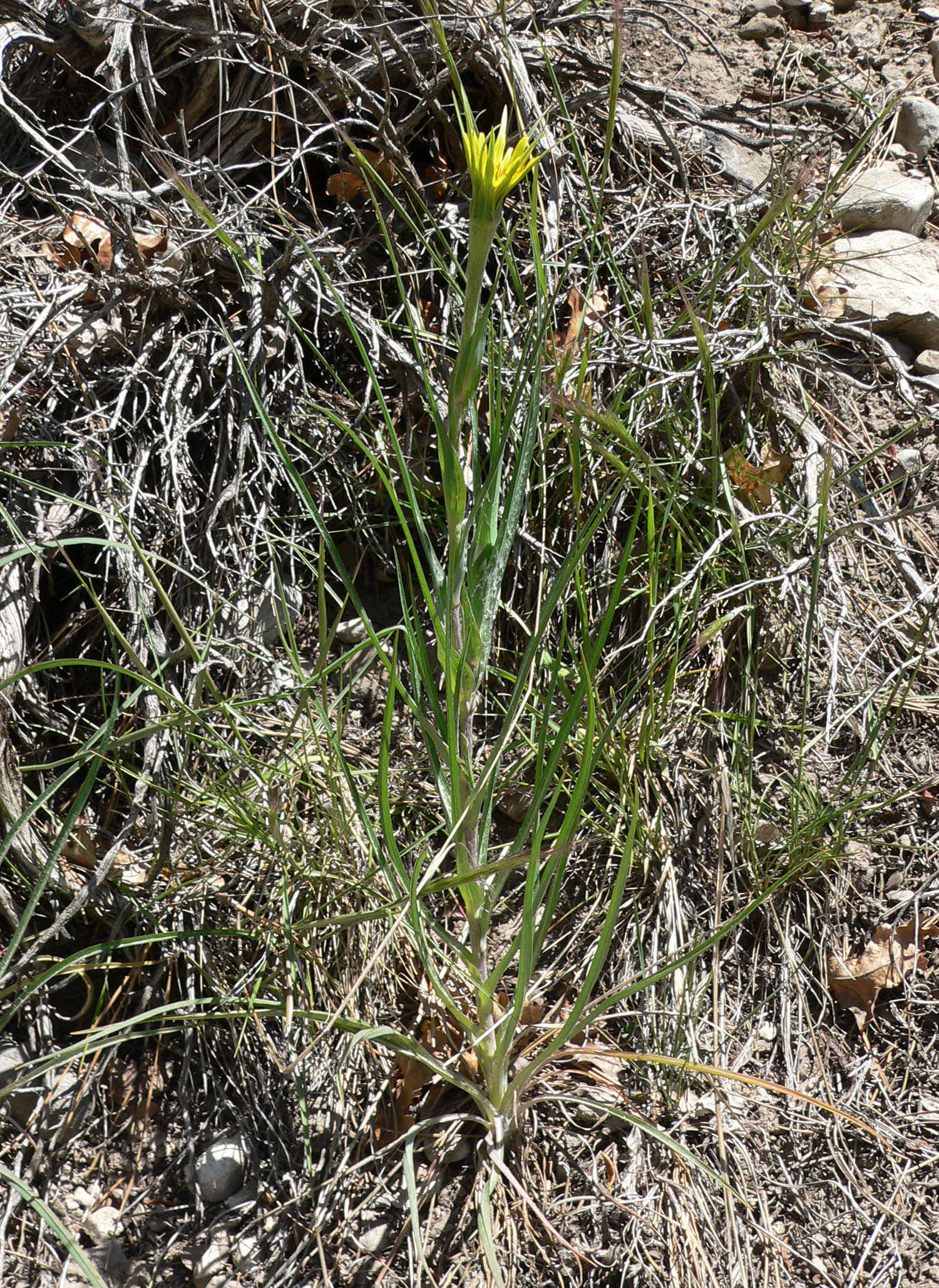 Image of yellow salsify