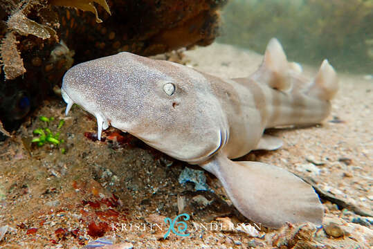 Image of Brownbanded Bamboo Shark