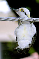 Image of White Woodpecker