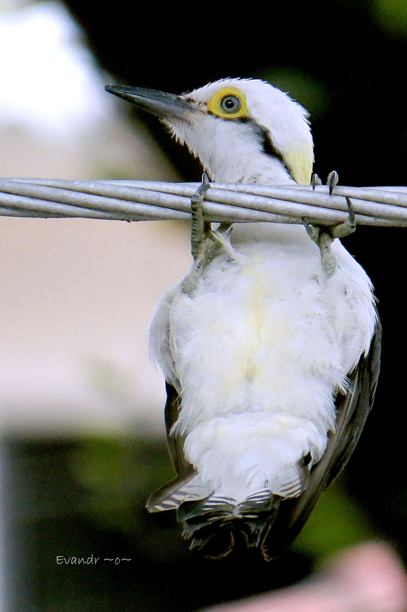 Image of White Woodpecker