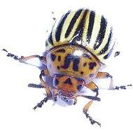 Image of Colorado potato beetle