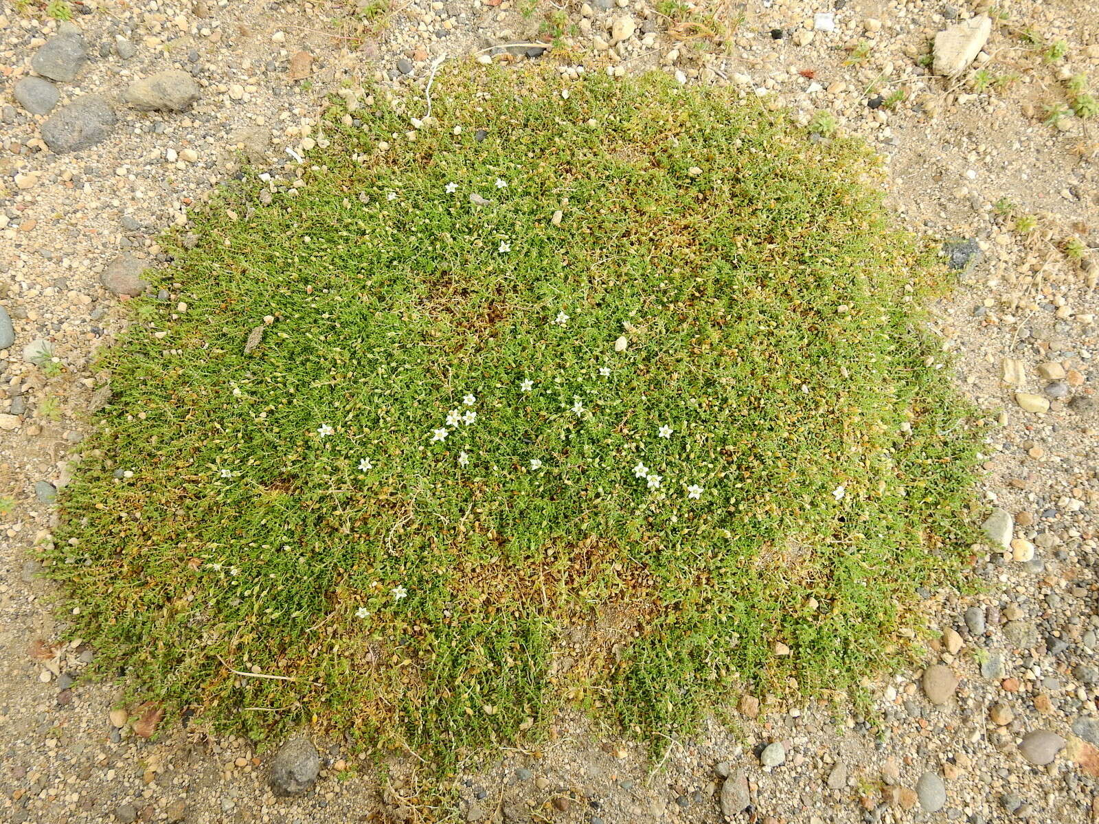 Image of Arenaria serpens Kunth