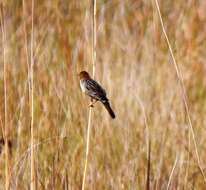 Image of Cisticola tinniens tinniens (Lichtenstein & Mhk 1842)