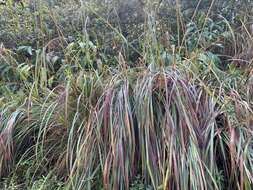 Image of silky kangaroo grass