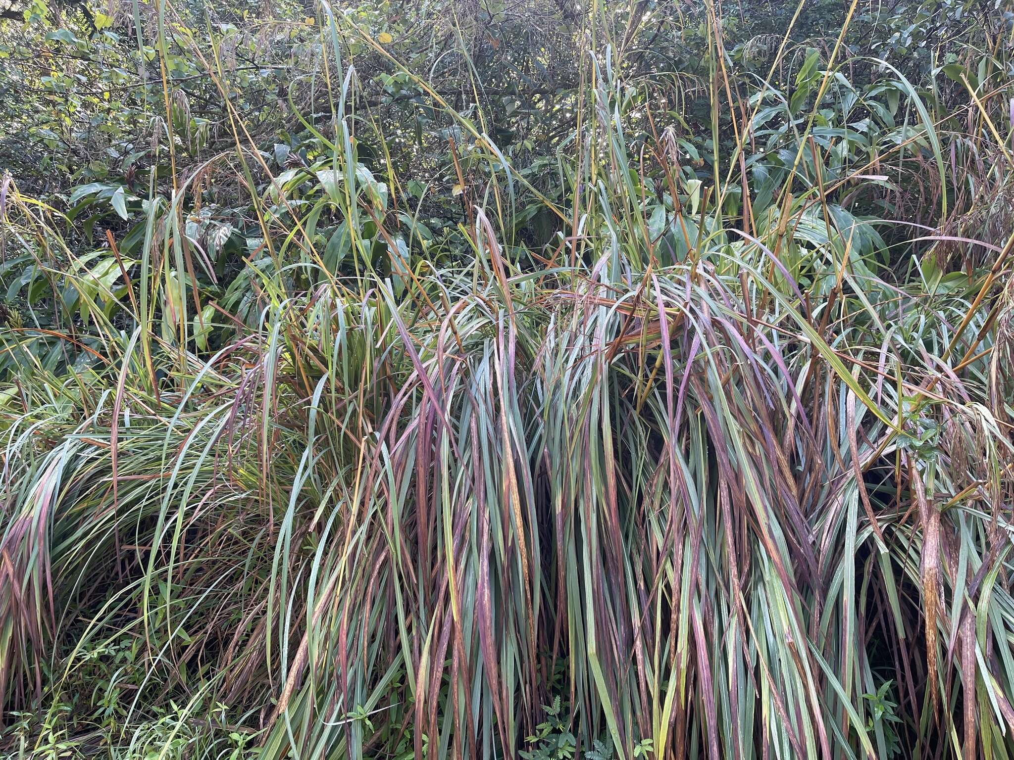 Image of silky kangaroo grass