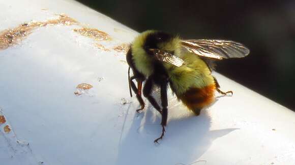 Image of Bombus opifex Smith 1879