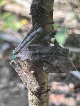 Image of Sumaco Horned Treefrog