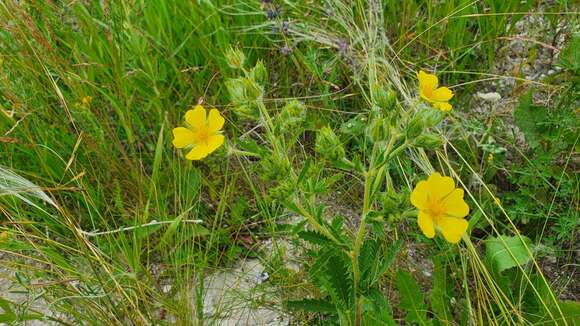 Image of Potentilla recta subsp. pilosa (Willd.) Jav.