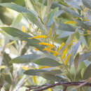 Image of Acacia acradenia F. Muell.