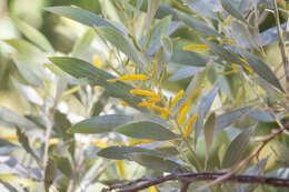 Image of Acacia acradenia F. Muell.