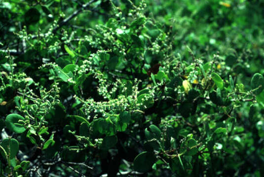 Image of White Mangroves