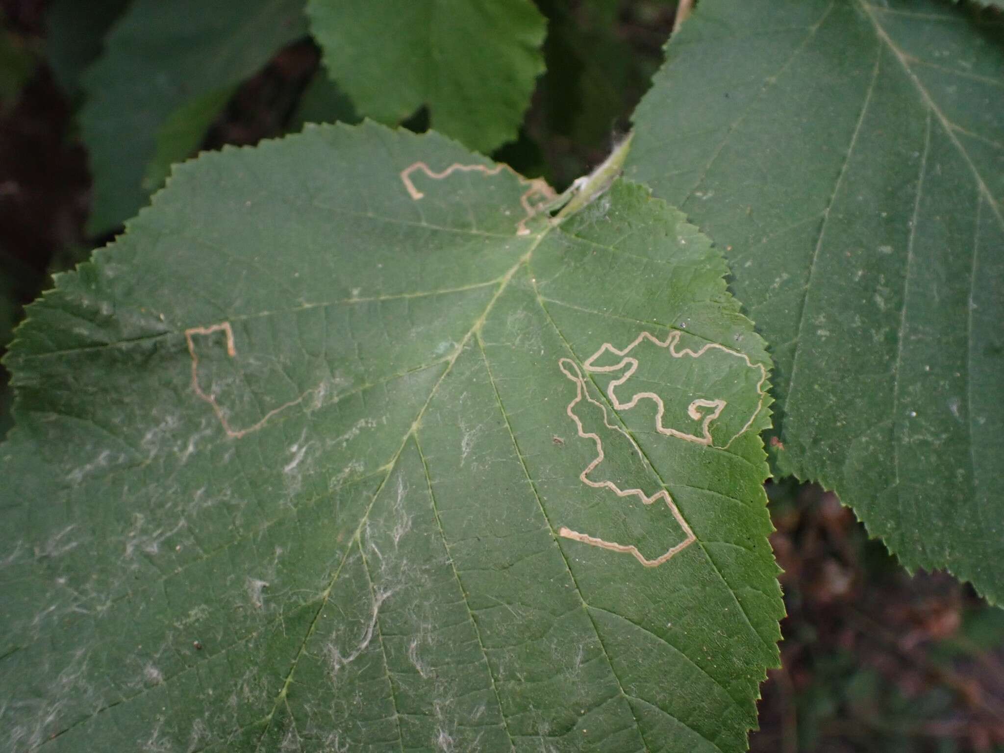 Imagem de Stigmella microtheriella (Stainton 1854) Fletcher et al. 1945