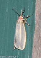 Image of Painted Lichen Moth