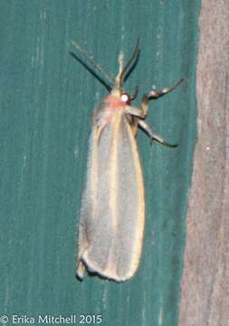 Image of Painted Lichen Moth